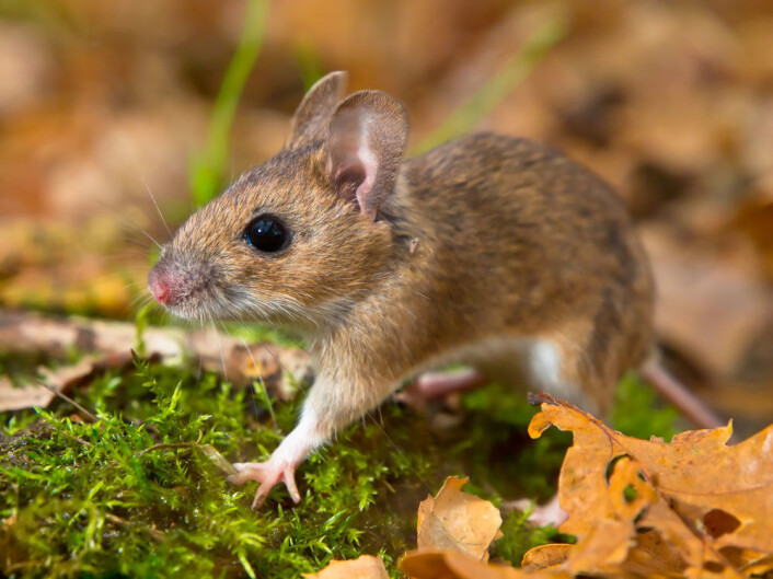 Ville denne krabaten tatt en omgang i løpehjulet om den hadde fått sjansen? (Illustrasjonsfoto: Microstock) Ville denne krabaten tatt en omgang i løpehjulet om den hadde fått sjansen? (Illustrasjonsfoto: Microstock)