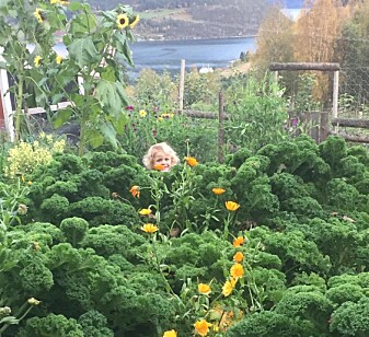 Hagen kan vera ein god stad å vera for mange småkryp. Hagen kan vera ein god stad å vera for mange småkryp.