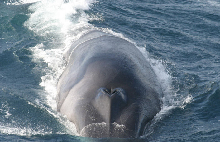 Finnhvalen finnes i alle verdenshav og den eldste som er funnet ble over 130 år gammel. (Foto: Annie Douglas/Protected Resouces Division, Southwest Fisheries Science Center, La Jolla, California. swfsc.nmfs.noaa.gov/PRD/) (Foto: Annie Douglas/Protected Resouces Division, Southwest Fisheries Science Center, La Jolla, California. swfsc.nmfs.noaa.gov/PRD/) Finnhvalen finnes i alle verdenshav og den eldste som er funnet ble over 130 år gammel. (Foto: Annie Douglas/Protected Resouces Division, Southwest Fisheries Science Center, La Jolla, California. swfsc.nmfs.noaa.gov/PRD/) (Foto: Annie Douglas/Protected Resouces Division, Southwest Fisheries Science Center, La Jolla, California. swfsc.nmfs.noaa.gov/PRD/)