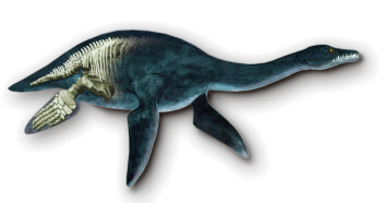Plesiosaur. (Illustrasjon: Tor Sponga) Plesiosaur. (Illustrasjon: Tor Sponga)