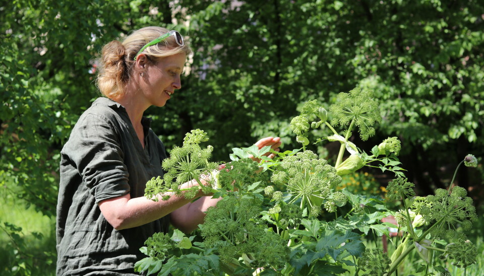 Anneleen Kool jobber med et prosjekt som kalles «mennesker og planter». Forskerne nøster opp i hvordan planter har blitt brukt helt tilbake til vikingtida. Her viser hun frem en plante som folk spiste i vikingtida, kvann.