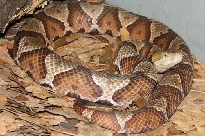 Forskere har funnet slangeunger som har blitt til uten sex mellom moren og faren. Til nå har dette blitt sett på som svært sjeldent hos dyr som kan velge befruktning med en partner. På bildet er en copperhead pit-viper (Agkistrodon contortrix). (Foto: Wikipedia Commons) Forskere har funnet slangeunger som har blitt til uten sex mellom moren og faren. Til nå har dette blitt sett på som svært sjeldent hos dyr som kan velge befruktning med en partner. På bildet er en copperhead pit-viper (Agkistrodon contortrix). (Foto: Wikipedia Commons)