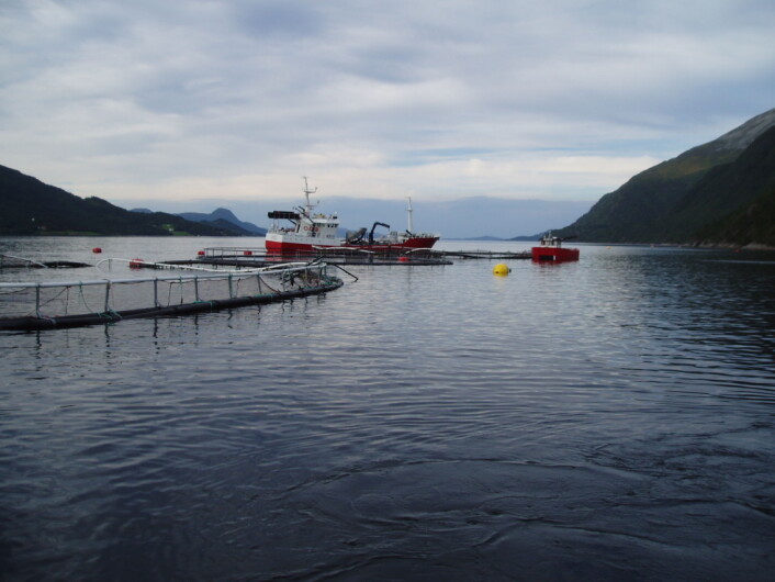 En brønnbåt er i ferd med å pumpe fisk fra et plastmerd-anlegg som «totalhavarerte» på grunn av progressivt brudd i fortøyningssystemet. (Foto: Østen Jensen, SINTEF) En brønnbåt er i ferd med å pumpe fisk fra et plastmerd-anlegg som «totalhavarerte» på grunn av progressivt brudd i fortøyningssystemet. (Foto: Østen Jensen, SINTEF)