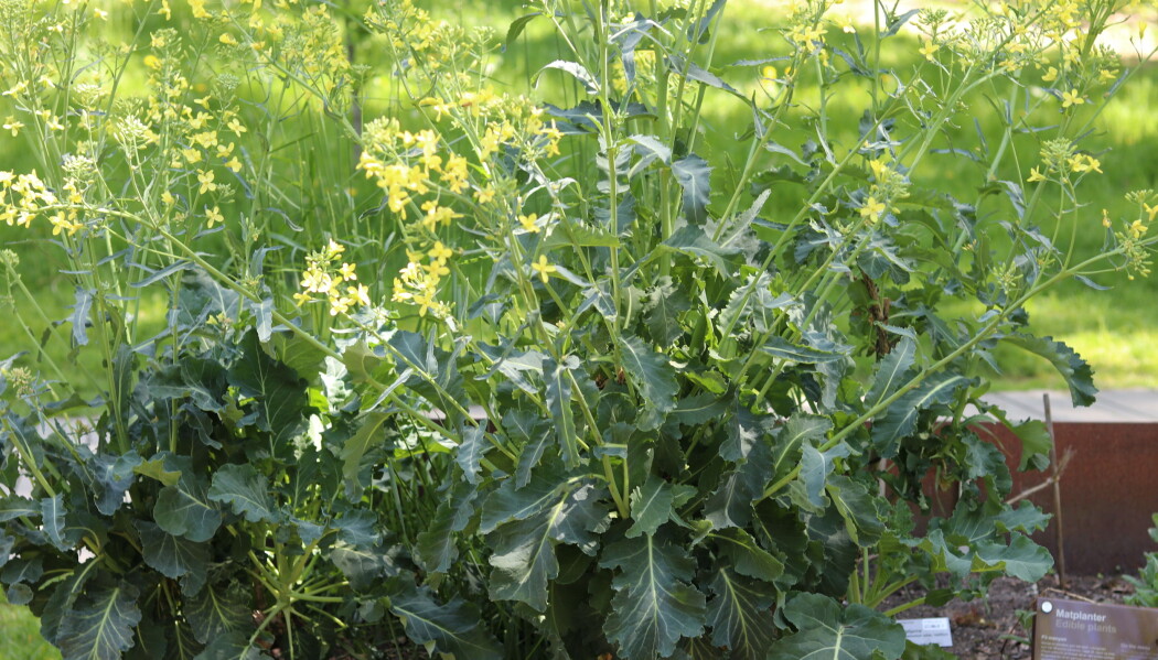 Ulike typer strandkål er morplantene til kål, brokkoli og blomkål. Den vokser vilt langs strender. Her er et eksemplar i vikinghagen. Ulike typer strandkål er morplantene til kål, brokkoli og blomkål. Den vokser vilt langs strender. Her er et eksemplar i vikinghagen.