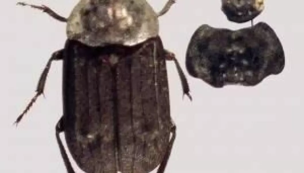 14 000 år gamle insekter forteller om fortiden