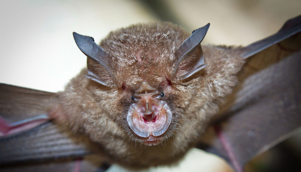 Flaggermusa <i>Rhinolophus affinis</i> er trolig opphavet til koronaviruspandemien. Flaggermusa <i>Rhinolophus affinis</i> er trolig opphavet til koronaviruspandemien.
