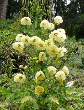 (Foto: Ethnobotany08/Wikimedia Creative Commons) (Foto: Ethnobotany08/Wikimedia Creative Commons)