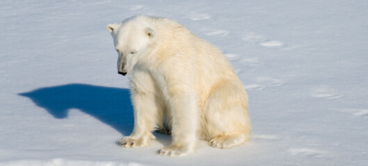 Handel med isbjørn kan true bestanden