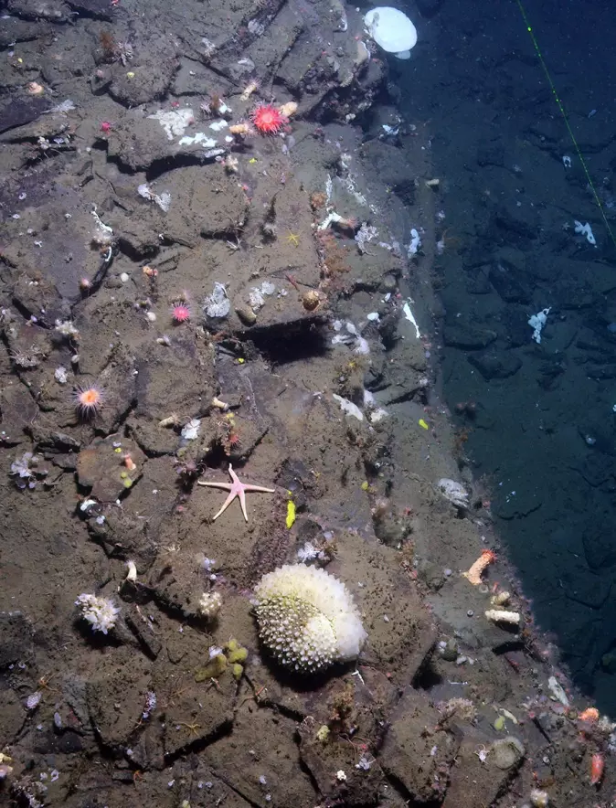 Havbunn med sjøstjerner, anemoner og andre organismer.