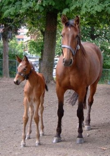 Hoppe med føll. (Foto: Norges veterinærhøgskole) Hoppe med føll. (Foto: Norges veterinærhøgskole)