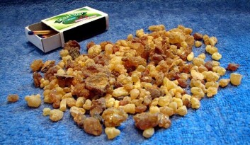 Olibanum fra treet Boswellia papyrifera brukes i røkelse verden over. Kanskje var det nettopp denne typen kvae de tre kongene ga til Jesusbarnet ved hans fødsel? (Foto: אביהו/Wikimedia Creative Commons) Olibanum fra treet Boswellia papyrifera brukes i røkelse verden over. Kanskje var det nettopp denne typen kvae de tre kongene ga til Jesusbarnet ved hans fødsel? (Foto: אביהו/Wikimedia Creative Commons)