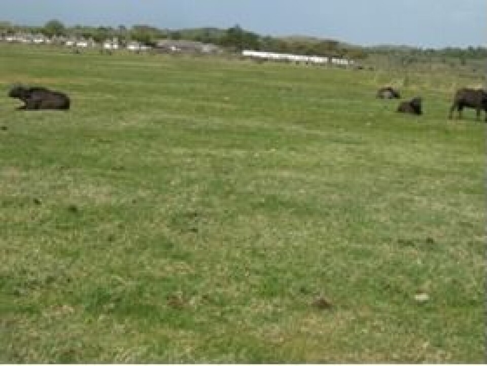 Hvilende bøfler med bosetninger i bakgrunnen. (Foto: Eblate E. Mjingo)