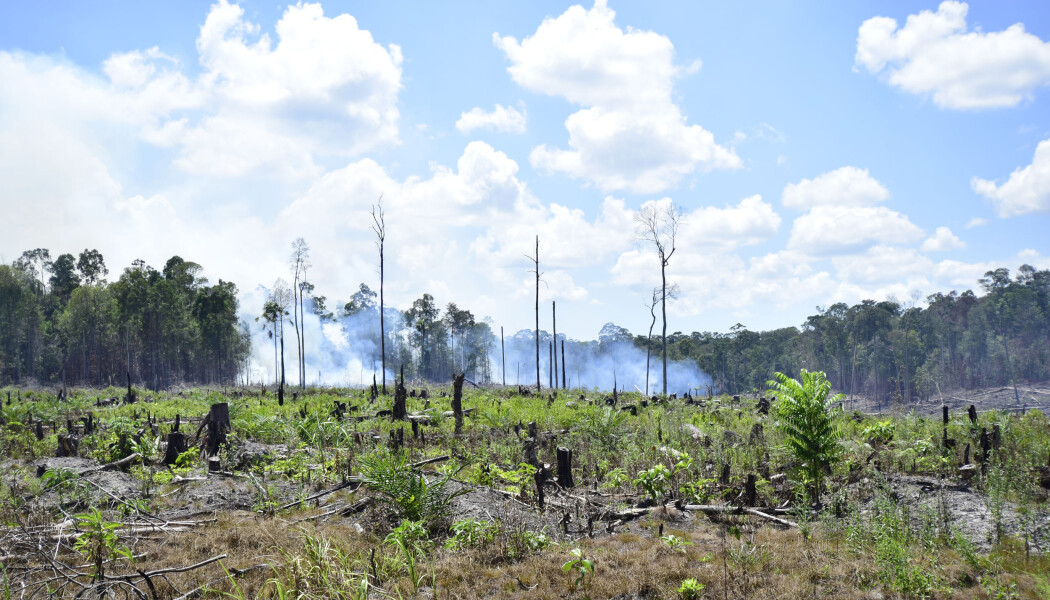 Eksempel på avskoging i Indonesia, ved Berau i Kalimantan - den indonesiske biten av øya Borneo. Eksempel på avskoging i Indonesia, ved Berau i Kalimantan - den indonesiske biten av øya Borneo.