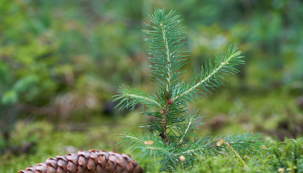 Naturlig foryngelse Naturlig foryngelse