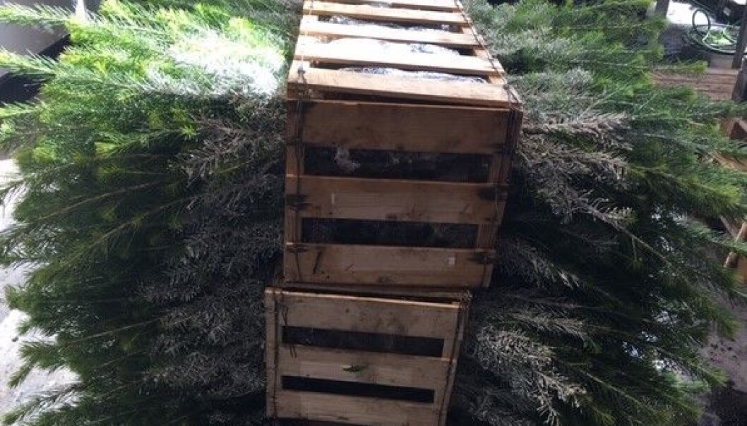 Kulturplanter med voksskjørt på vei ut i skogen. Kulturplanter med voksskjørt på vei ut i skogen.