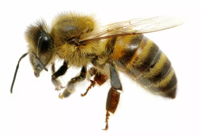 Kanadiske forskere vil totalforby et av verdens mest utbredte plantevernmidler, fordi det er svært giftig for bier. (Foto: Microstock)