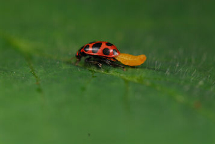 Larve av parasittvepsen Dinocampus coccinellae bryter seg ut av buken på marihøna Coleomegilla maculata. (Foto: Mathieu Bélanger Morin –CNRS/IRD) Larve av parasittvepsen Dinocampus coccinellae bryter seg ut av buken på marihøna Coleomegilla maculata. (Foto: Mathieu Bélanger Morin –CNRS/IRD)