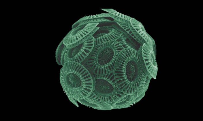 Seen through a microscope: <i>Emiliania Huxleyi</i> is around 5 micrometres, or 5 thousandths of a millimetre, long. By comparison, a strand of hair is around 75 micrometres thick. Seen through a microscope: <i>Emiliania Huxleyi</i> is around 5 micrometres, or 5 thousandths of a millimetre, long. By comparison, a strand of hair is around 75 micrometres thick.