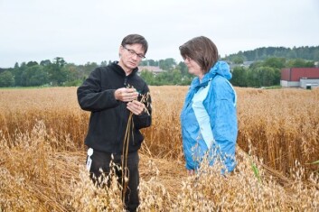 Forskerne Oleif Elen og Sonja Klemsdal ved Bioforsk Plantehelse mener de nå har god nok hurtigstest for av avsløre toksinene til T-2 og HT-2 på samme måte som DON. (Foto: Erling Fløistad) Forskerne Oleif Elen og Sonja Klemsdal ved Bioforsk Plantehelse mener de nå har god nok hurtigstest for av avsløre toksinene til T-2 og HT-2 på samme måte som DON. (Foto: Erling Fløistad)