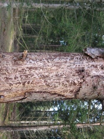 (Foto: Paal Krokene) (Foto: Paal Krokene)