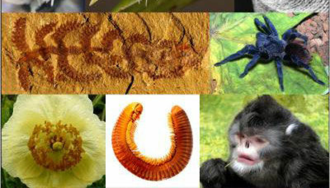 Topp 10 nye arter fra 2011