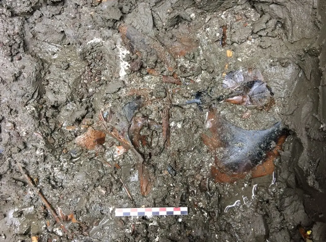I "beinlaget", cirka 125 centimeter under overflata på åkeren, ligger knoklene tett i tett i leira. I "beinlaget", cirka 125 centimeter under overflata på åkeren, ligger knoklene tett i tett i leira.