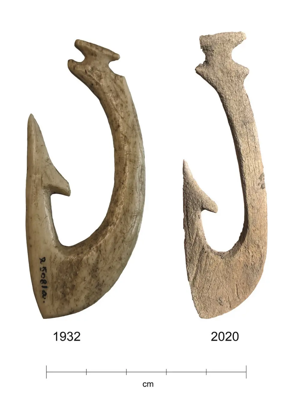 Ekstremt gode forhold i myra har bevart de 5000 år gamle beinredskapene svært godt. Men etter at myra ble drenert, er bevaringsforholdene endret. Fiskekroken funnet i 2020 er i klart dårligere stand enn kroken funnet i 1932. Ekstremt gode forhold i myra har bevart de 5000 år gamle beinredskapene svært godt. Men etter at myra ble drenert, er bevaringsforholdene endret. Fiskekroken funnet i 2020 er i klart dårligere stand enn kroken funnet i 1932.