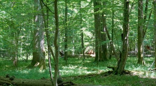 Frodig edelløvskog dekket en gang store deler av Europa. Nå kan den komme tilbake
