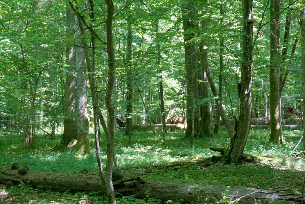 Mektige eiker, ask og lindetrær og mer. I dag er utbredelsen kun en brøkdel av det den en gang var. Mektige eiker, ask og lindetrær og mer. I dag er utbredelsen kun en brøkdel av det den en gang var.