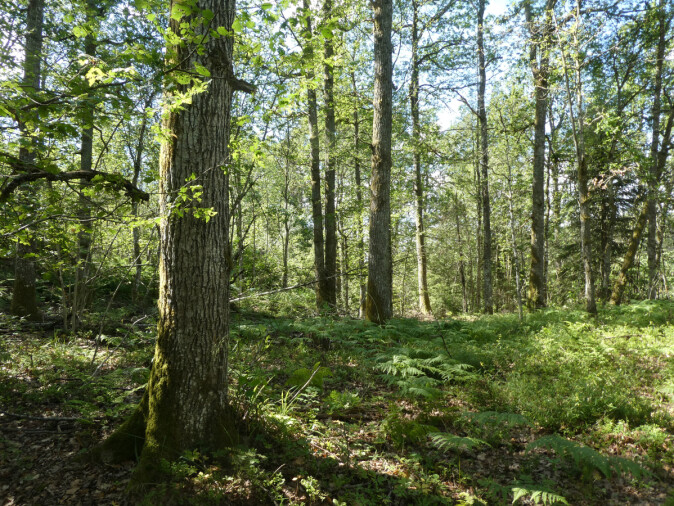 Fortidens skog er fremtidens skog: Disse gjengroingsskogene er et godt utgangspunkt for å gjenskape edelløvskogene. De trenger bare litt hjelp. Fortidens skog er fremtidens skog: Disse gjengroingsskogene er et godt utgangspunkt for å gjenskape edelløvskogene. De trenger bare litt hjelp.