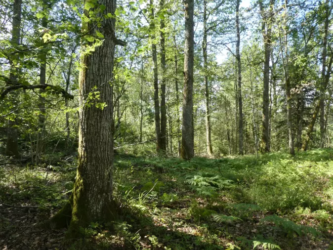 Fortidens skog er fremtidens skog: Disse gjengroingsskogene er et godt utgangspunkt for å gjenskape edelløvskogene. De trenger bare litt hjelp.