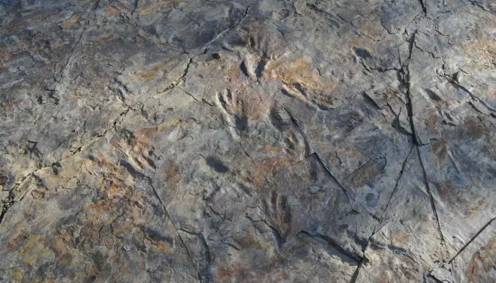 Forskere tror disse sporene ble laget av flere tobeinte krokodiller.