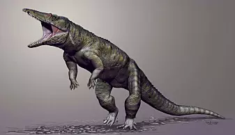 Forskere har tidligere funnet en slektning av krokodillene som levde for 231 millioner år siden. Også den gikk trolig på to bein.