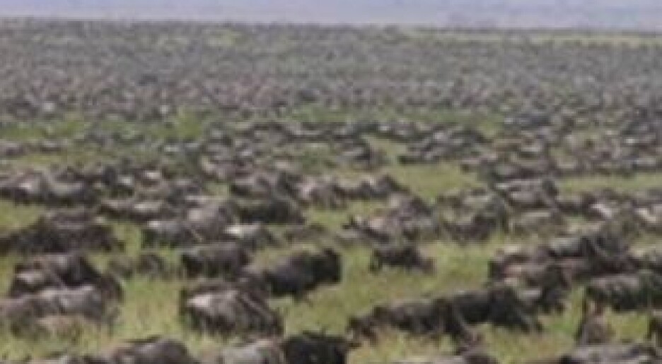 Genetisk verktøy for bevaring av ville planteetere