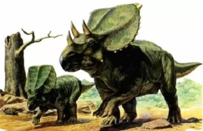 Dinosaurungen er av arten Chasmosaurus belli, som man har funnet mange fossiler av i British Columbia, Canada. Den er i familie med triceratops og har den velkjente kragen. (Foto: Carnivoraforum.com)