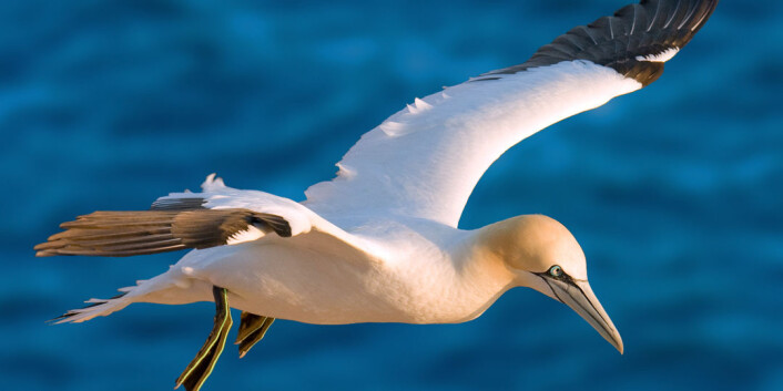 Havsulen (Morus Bassanus) (foto: Merops/Wikimedia Commons) Havsulen (Morus Bassanus) (foto: Merops/Wikimedia Commons)