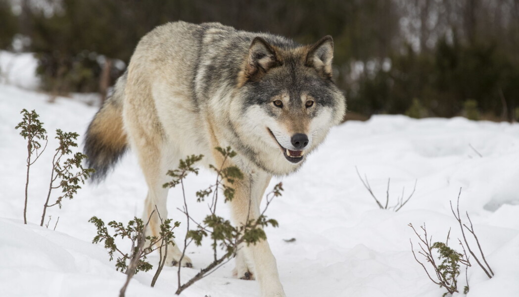 Ulvesaken er betent, med sterke meninger om hvor mange ulver vi skal ha her i landet. Ulvesaken er betent, med sterke meninger om hvor mange ulver vi skal ha her i landet.