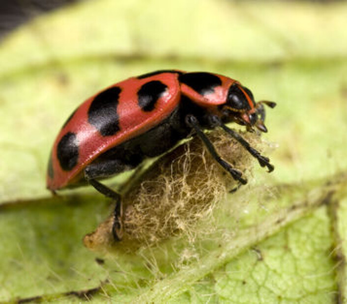 Marihøna Coleomegilla maculata står ufrivillig vakt over kokongen til parasittvepsen Dinocampus coccinellae. (Foto: Pascal Goetgheluck) Marihøna Coleomegilla maculata står ufrivillig vakt over kokongen til parasittvepsen Dinocampus coccinellae. (Foto: Pascal Goetgheluck)
