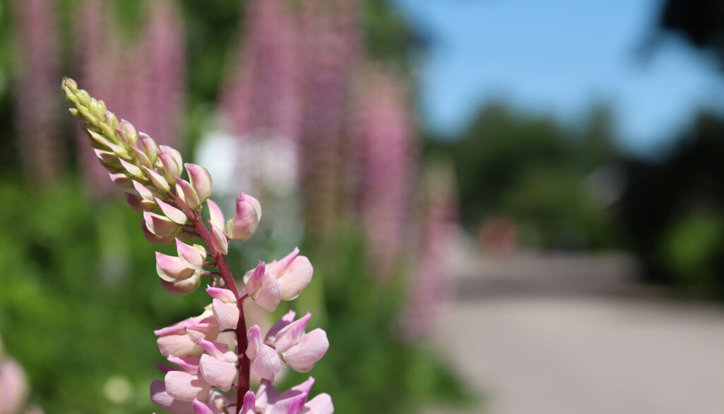 I Norge sår vi ut ville planter i stor skala, både i offentlig og privat regi. I Norge sår vi ut ville planter i stor skala, både i offentlig og privat regi.