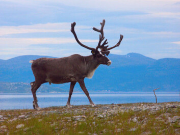 Da samiske kvinner mistet sin tradisjonelle rett til å eie reinsdyr selv, ble deres sosiale og økonomiske situasjon svekket. (Illustrasjonsfoto: www.colourbox.com) Da samiske kvinner mistet sin tradisjonelle rett til å eie reinsdyr selv, ble deres sosiale og økonomiske situasjon svekket. (Illustrasjonsfoto: www.colourbox.com)