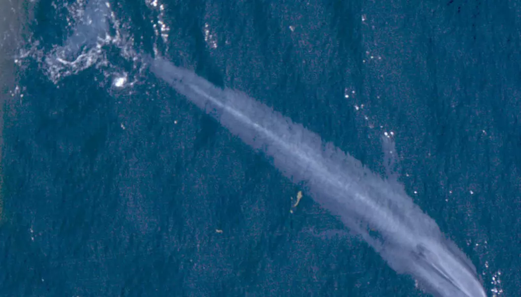 Blåhvalen veier 180 tonn, men hvordan vet vi det? Hvem har veid en blåhval?