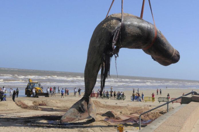 En død spermhval havnet på en strand i Uruguay og måtte fjernes. Denne hvalen var 16 meter lang og vekten ble beregnet til 25 tonn. En død spermhval havnet på en strand i Uruguay og måtte fjernes. Denne hvalen var 16 meter lang og vekten ble beregnet til 25 tonn.
