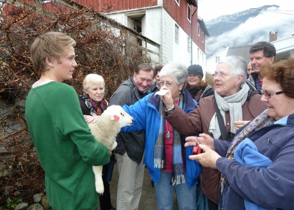 Det treng ikkje bli konflikt mellom reiseliv og lokalsamfunn. Her er turistar i møte med eit lokalt lam. (Foto: Roar W. Vangsnes/Distriktssenteret)