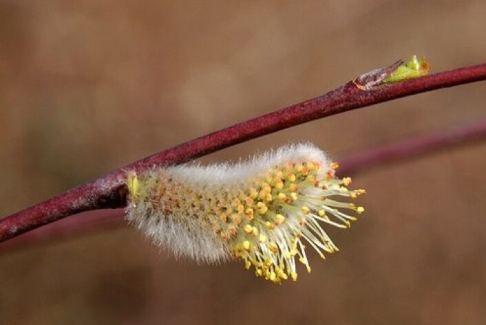 Doggpil (Salix daphnoides subsp. daphnoides) er en underart av arten påskepil (Salix daphnoides). (Foto: Rudolf Schäfer) Doggpil (Salix daphnoides subsp. daphnoides) er en underart av arten påskepil (Salix daphnoides). (Foto: Rudolf Schäfer)