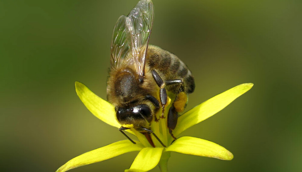 Biene gir bøndene gratishjelp til å befrukte plantene. Colourbox