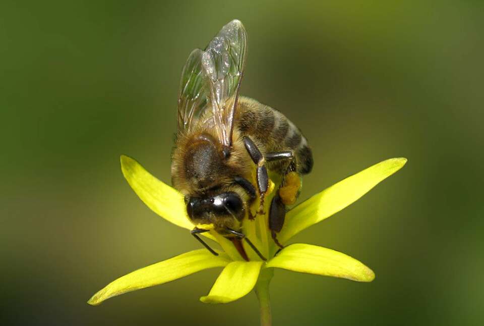 Biene gir bøndene gratishjelp til å befrukte plantene. (Foto: Colourbox)