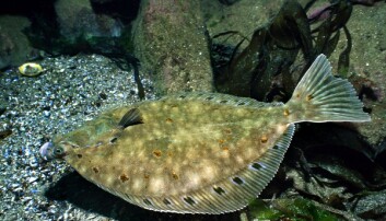 Flat matfisk: Rødspette. Flat matfisk: Rødspette.