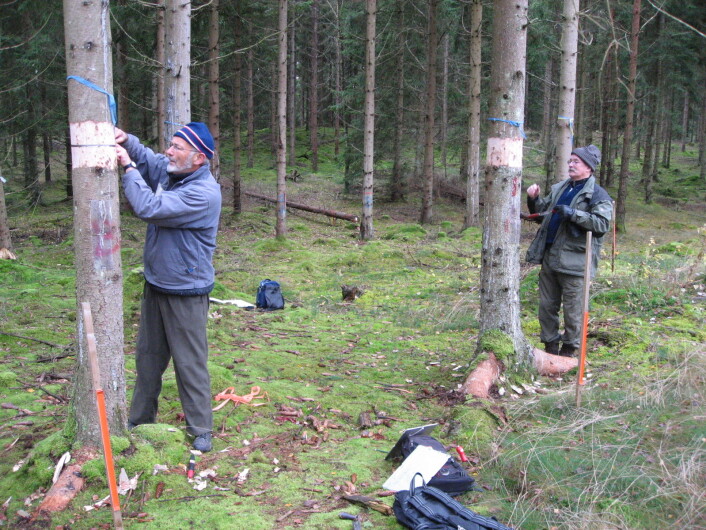 "(Foto: Paal Krokene/Norsk institutt for skog og landskap)" (Foto: Paal Krokene/Norsk institutt for skog og landskap) "(Foto: Paal Krokene/Norsk institutt for skog og landskap)" (Foto: Paal Krokene/Norsk institutt for skog og landskap)