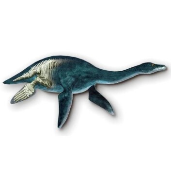 Plesiosaur. (Foto: (Illustrasjon: Tor Sponga)) Plesiosaur. (Foto: (Illustrasjon: Tor Sponga))