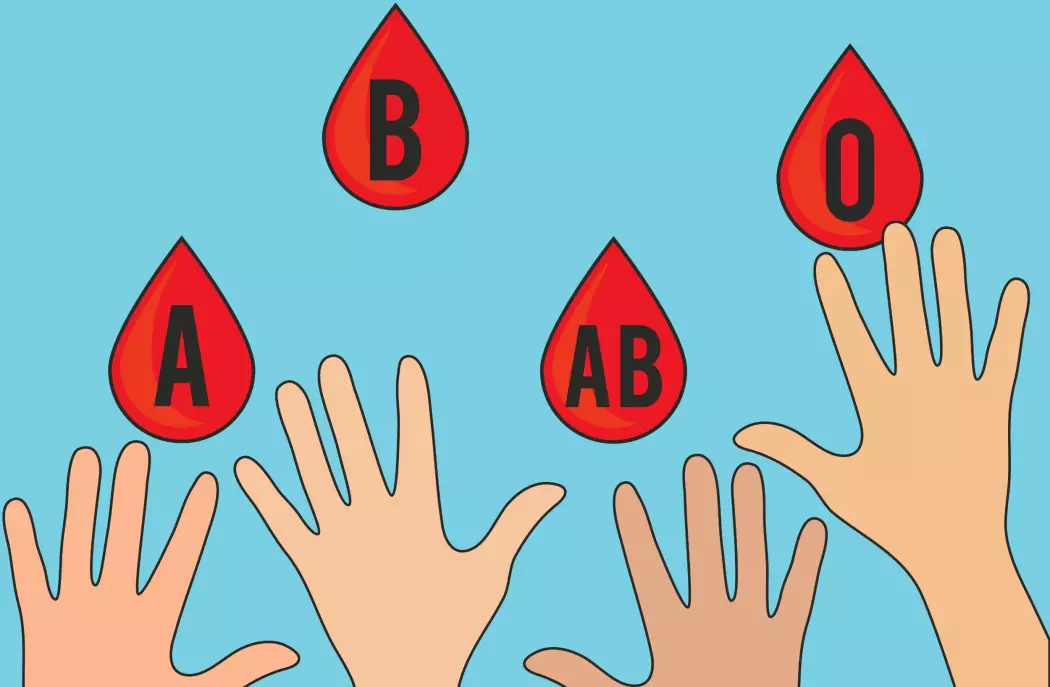 Vi arver blodtype fra foreldrene våre: A, B, AB eller 0. I Norge er blodtype A vanligst.